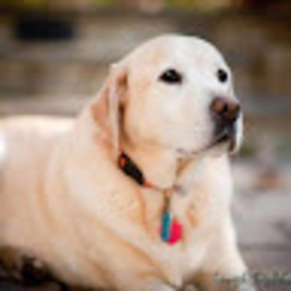 Meet your Posher, Diann growney - Picture 1 of 1